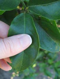              Unifoliolate leaf (Winter Haven, FL)       