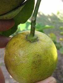            Fruit (Bearss, Winter Haven, FL)   