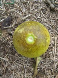            Fruit (Bearss, Winter Haven, FL)   