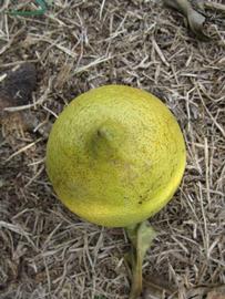            Fruit (Bearss, Winter Haven, FL)   