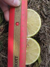            Fruit cross-section (Bearss, Winter Haven, FL)   