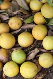              Fruit (Riverside, CA)       