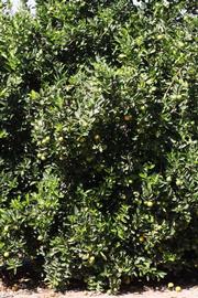              Habit (Riverside, CA)       