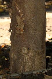              Bark (Riverside, CA)       