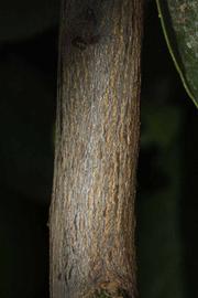              Second - third year twig (Riverside,   CA)       