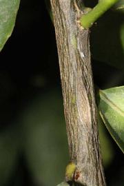              Second - third year twig (Riverside,   CA)       