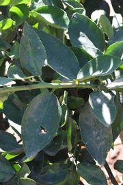              Shade leaves (Riverside, CA)       