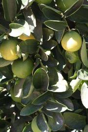              Leaves and immature fruit (Riverside,   CA)       
