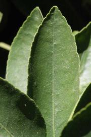              Margin (Riverside, CA)       