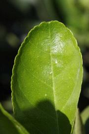              Margin (Riverside, CA)       