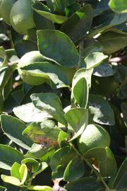              Sun leaves (Riverside, CA)       