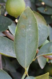            Unifoliolate leaf of  Citrus latifolia            (Bearss, Riverside,   CA)   