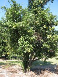            Habit (Winter Haven, FL)   