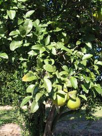              Sun leaves (Winter Haven, FL)       