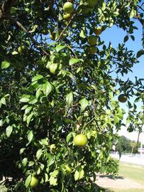              Sun leaves (Winter Haven, FL)       