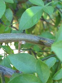              Shade leaves (Winter Haven, FL)       