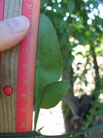            Trifoliolate leaf (Winter Haven, FL)   