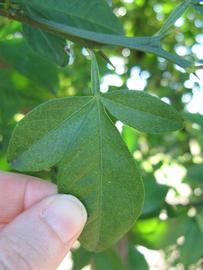            Trifoliolate leaf (Winter Haven, FL)   
