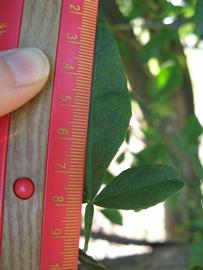            Trifoliolate leaf (Winter Haven, FL)   