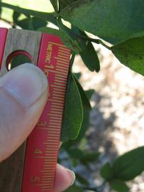              Leaflet (Winter Haven, FL)       