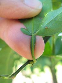              Petiole (Winter Haven, FL)       