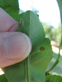              Margin (Winter Haven, FL)       