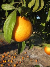              Fruit (Winter Haven, FL)       