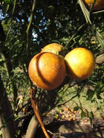              Fruit (Winter Haven, FL)       