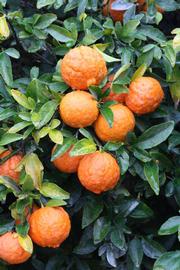              Fruit (Riverside, CA)       