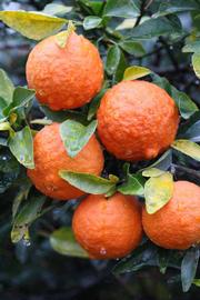              Fruit (Riverside, CA)       