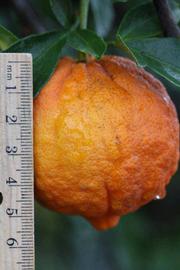              Fruit (Riverside, CA)       