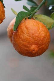              Fruit (Riverside, CA)       