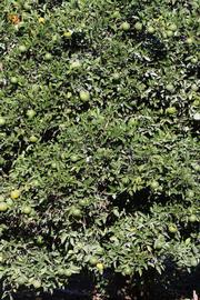              Habit (Riverside, CA)       