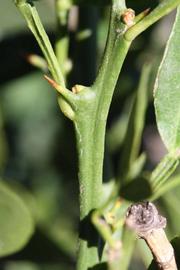            First year twig (Riverside, CA)        