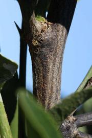              Second - third year twig (Riverside, CA)       