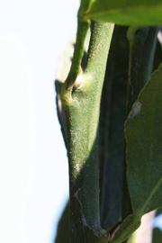              First year twig (Riverside, CA)       