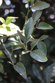              Shade leaves (Riverside, CA)       