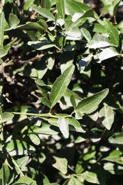              Sun leaves (Riverside, CA)       