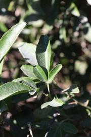            Trifoliolate leaf (Riverside, CA)   