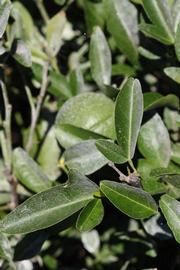              Sun leaves (Riverside, CA)       