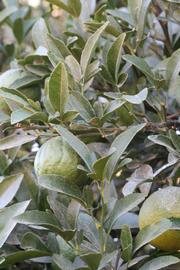              Immature fruit (Riverside, CA)       