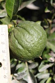              Immature fruit (Riverside, CA)       