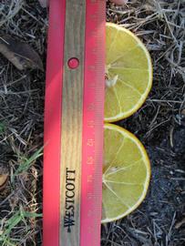              Fruit cross-section (Winter Haven, FL)       