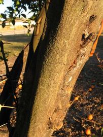              Bark (Winter Haven, FL)       