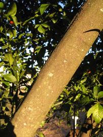              Bark (Winter Haven, FL)       