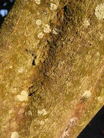              Bark (Winter Haven, FL)       