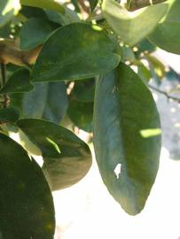           Shade leaves (Winter Haven, FL)   