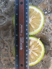              Fruit cross-section (Winter Haven, FL)       