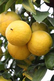              Fruit (Riverside, CA)       