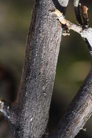              Second - third year twig (Riverside,   CA)       